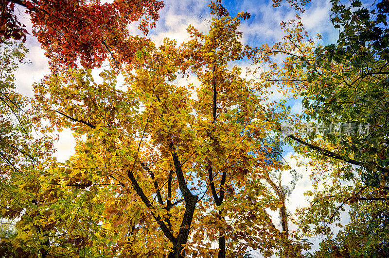 生动的秋天的树- HDR图像